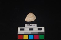 藏品(貝殼)的圖片