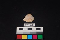 藏品(貝殼)的圖片