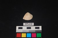 藏品(貝殼)的圖片