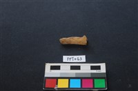 藏品(獸骨)的圖片