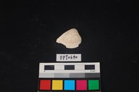 藏品(貝殼)的圖片