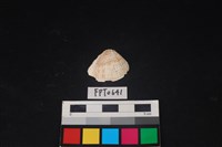 藏品(貝殼)的圖片