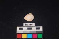 藏品(貝殼)的圖片