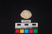 藏品(貝殼)的圖片