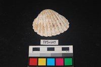 藏品(貝殼)的圖片