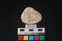 藏品(貝殼)的圖片