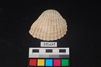 藏品(貝殼)的圖片