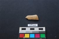 藏品(偶蹄類動物骨)的圖片