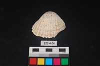 藏品(貝殼)的圖片