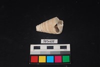 藏品(貝殼)的圖片