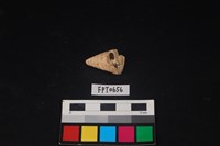 藏品(貝殼)的圖片