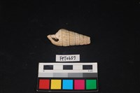 藏品(貝殼)的圖片