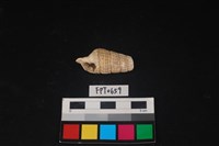 藏品(貝殼)的圖片