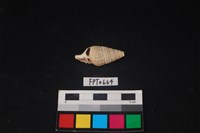 藏品(貝殼)的圖片