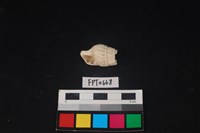 藏品(貝殼)的圖片