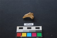 藏品(豬骨)的圖片