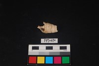 藏品(貝殼)的圖片