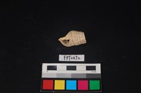 藏品(貝殼)的圖片