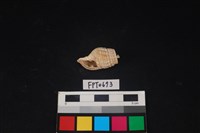 藏品(貝殼)的圖片