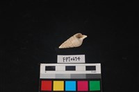 藏品(貝殼)的圖片