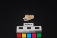 藏品(貝殼)的圖片