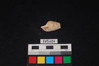 藏品(貝殼)的圖片