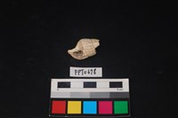 藏品(貝殼)的圖片