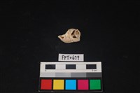 藏品(貝殼)的圖片