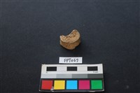 藏品(鹿骨)的圖片