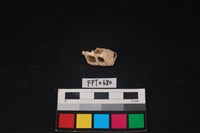 藏品(貝殼)的圖片