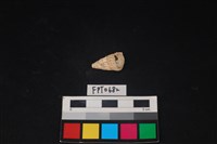 藏品(貝殼)的圖片