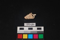 藏品(貝殼)的圖片