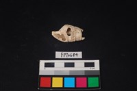 藏品(貝殼)的圖片