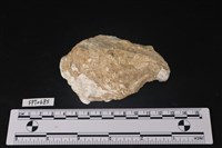 藏品(貝殼)的圖片