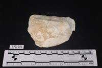 藏品(貝殼)的圖片