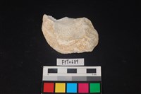 藏品(貝殼)的圖片