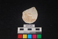 藏品(貝殼)的圖片