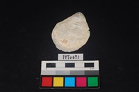 藏品(貝殼)的圖片