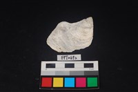 藏品(貝殼)的圖片