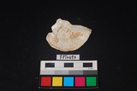 藏品(貝殼)的圖片