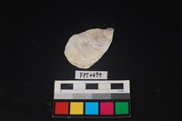 藏品(貝殼)的圖片