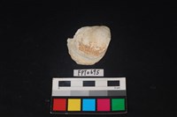 藏品(貝殼)的圖片