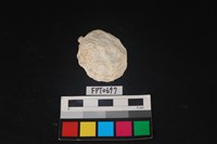 藏品(貝殼)的圖片