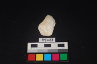 藏品(貝殼)的圖片