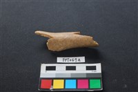 藏品(偶蹄類動物骨)的圖片