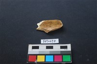 藏品(偶蹄類動物骨)的圖片