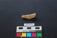 藏品(偶蹄類動物骨)的圖片