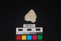 藏品(貝殼)的圖片