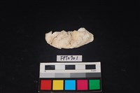 藏品(貝殼)的圖片