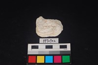 藏品(貝殼)的圖片